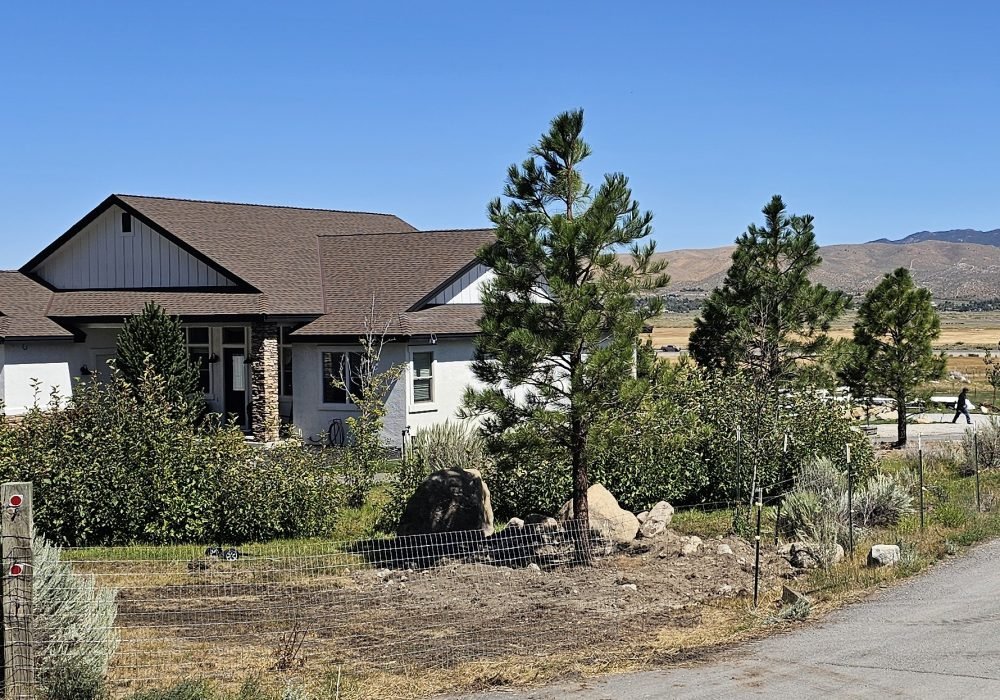 Gail Willey Landscaping planted big evergreen trees for privacy