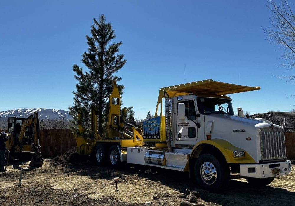 Gail Willey spade truck setting evergreen in place