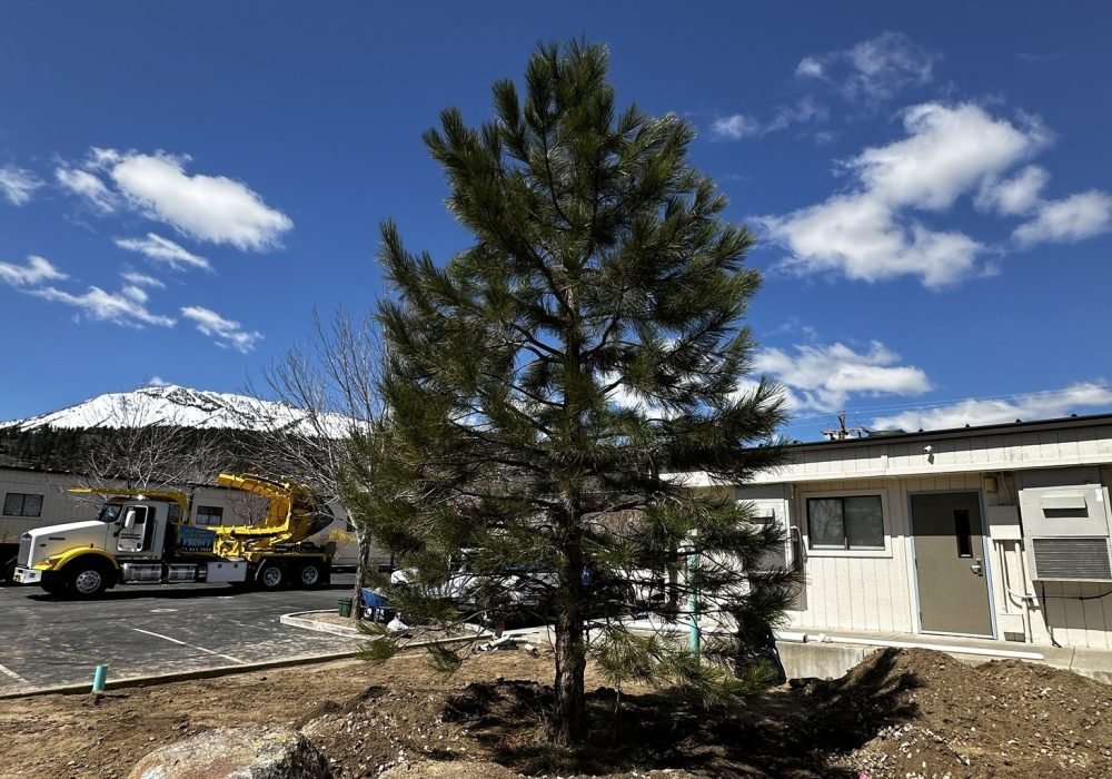 Planting Large trees at our demonstration garden, Large Trees Reno Nevada Landscaping