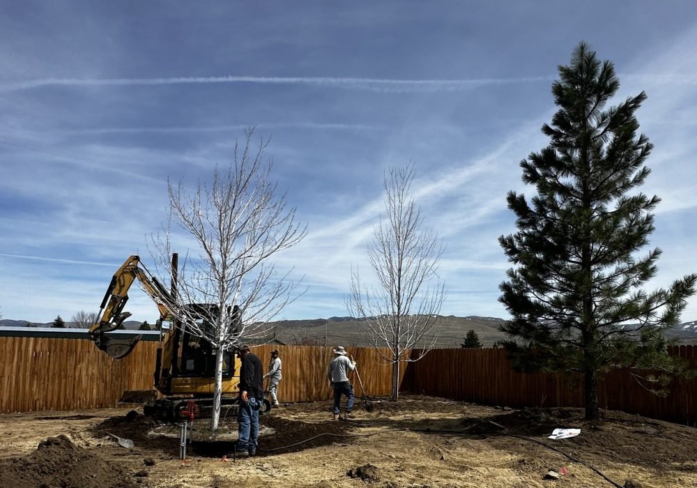 Planting large trees at Gail Willey demonstration Garden