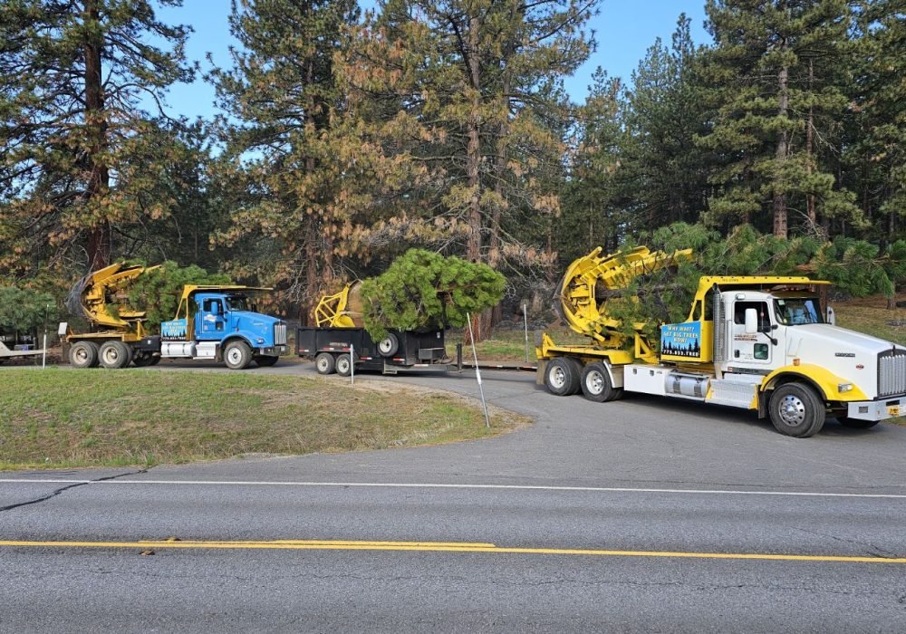 Large tree spade truck Large Trees Reno Nevada Landscaping