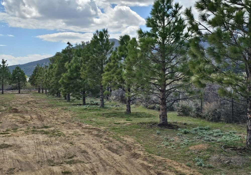 Gail Willey landscaping Large tree farm